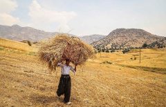 افول خاموش نیروی کار کشاورزی؛ هشداری نزدیک