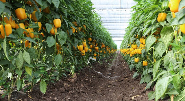 خطر کاهش تولید در کمین محصولات گلخانه‌ای